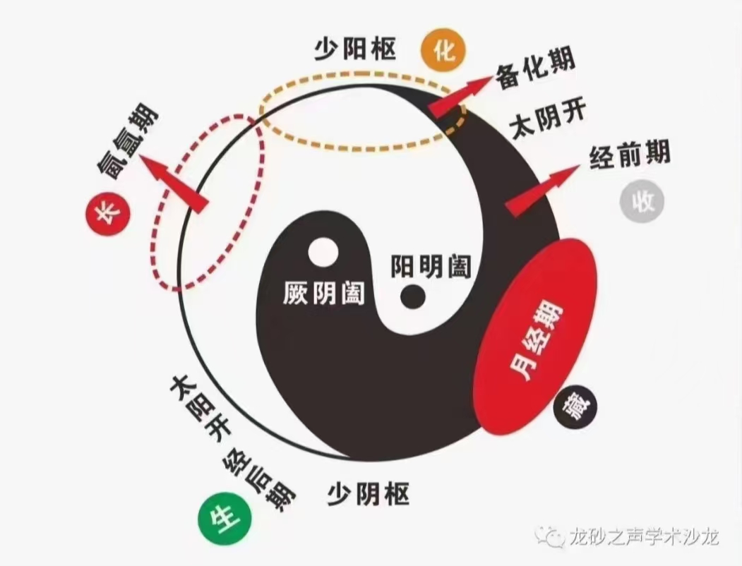 妇科周期图.jpg